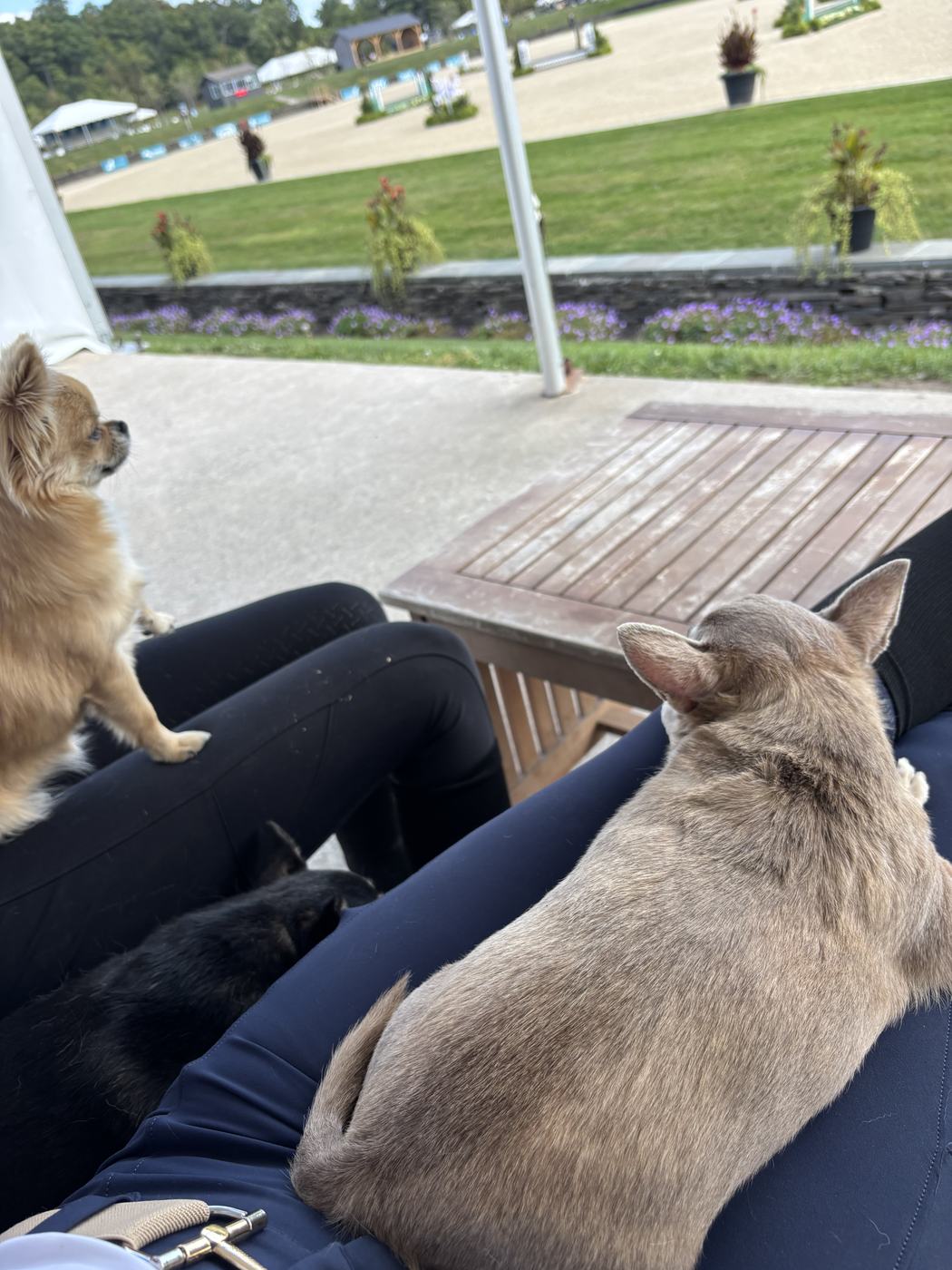 The barn dogs keeping company at a show
