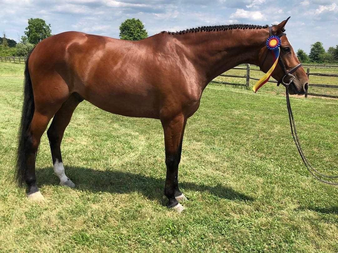 A bay horse wearing a champion ribbon in the pasture