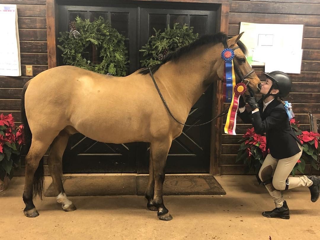 A buckskin horse wearing championship ribbons at the barn door