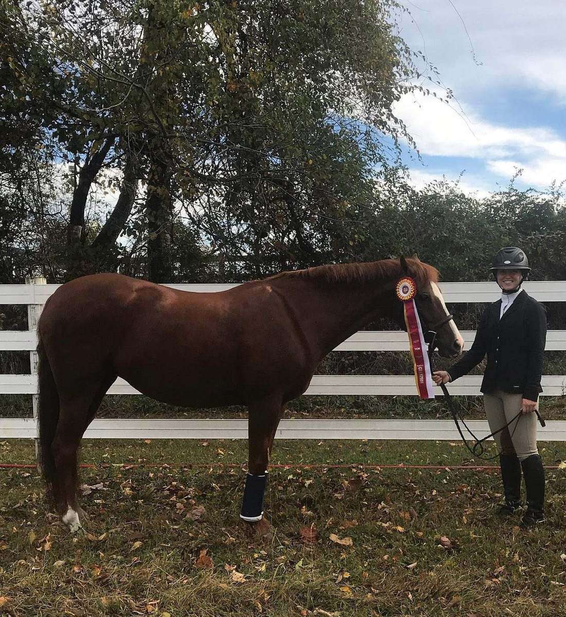A chestnut horse with a champion ribbon in autumn