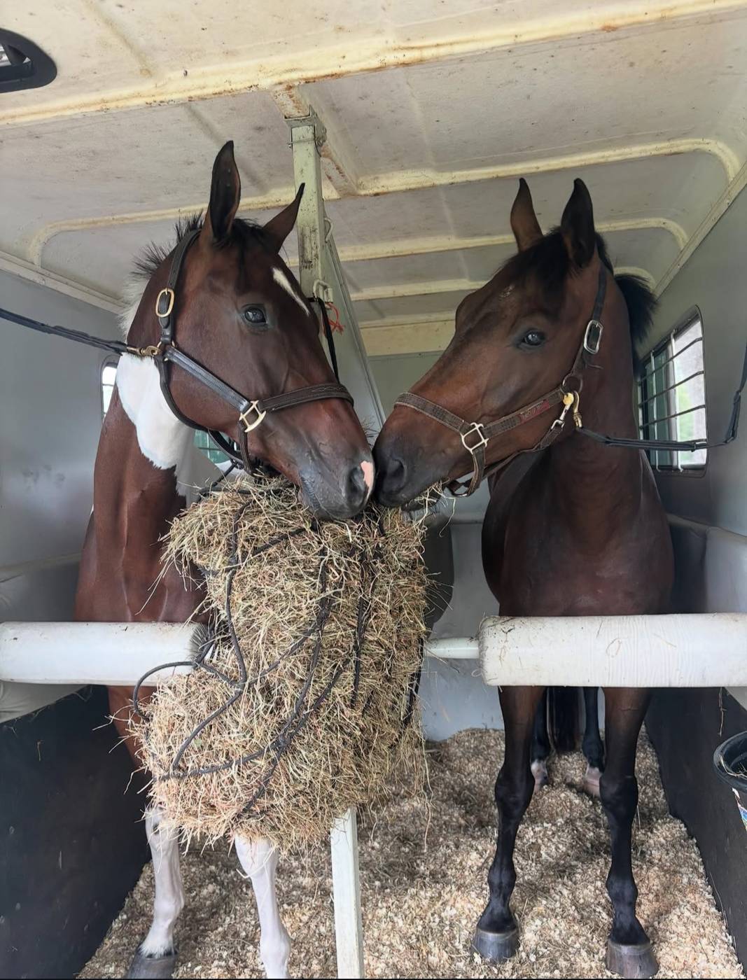 Two horses sharing a hay net in the trailer on the way to a show
