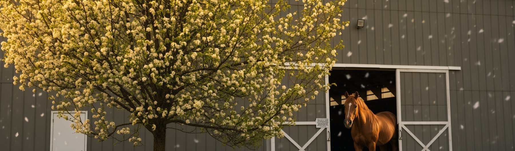 The barn at Lightfields Meadow Farm with a flowering tree in spring