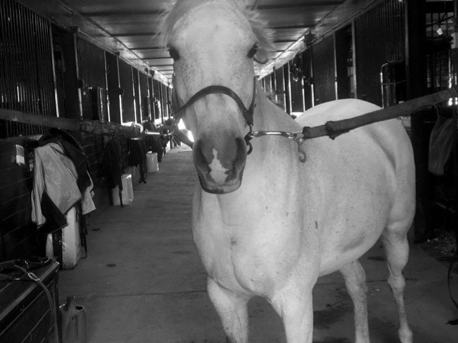 The barn aisle and matted stalls where boarded horses live at Lightfields Meadow Farm in Whitehouse Station, New Jersey